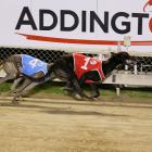 Greyhounds racing at Addington. Photo: File