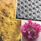 Bryozoans (clockwise from top left) Hornera robusta; Macropora grandis, showing the individual...