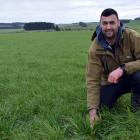 Dairy farmer Blake Korteweg inspects plantain crop growing in a paddock where he sharemilks in...