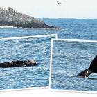 A southern right whale spends yesterday morning swimming near St Clair Beach. (Inset) The large,...