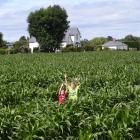 A former Outram market garden is now a field of maize grown for stock silage.PHOTO: STEPHEN...