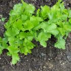 Parsnips need a good long growing time. PHOTO: GILLIAN VINE