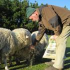 Dave Thomson, of Windermere, just south of Ashburton, hand feeds his flock. PHOTO: TONI WILLIAMS

