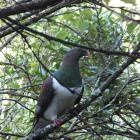 Kereru have adapted their diet to include introduced trees.  PHOTOS: GILLIAN VINE