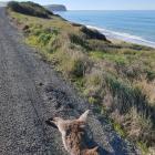 This dead Bennett’s wallaby, pictured on the side of the road between Oamaru and Kakanui, was...