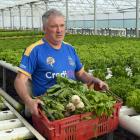 Carrying a crate full of vegetables is Janefield Paeonies and Hydroponics owner Rodger Whitson,...