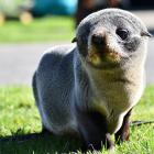 A little far from home, this seal pup was found on an Invercargill road yesterday morning. PHOTO:...