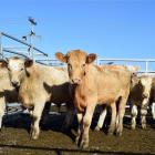 Meat processors say they are working overtime to ease drought and supply chain pressure. PHOTO:...