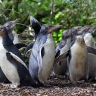 A waddle of yellow-eyed penguins, raised in rehabilitation at Penguin Rescue in North Otago last...