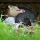 Yellow-eyed penguins face a tough breeding season as El Nino affects food sources. Photo: ODT