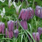 The pattern on snakeshead fritillaria blooms (F. meleagris) explains why it is sometimes called...