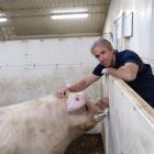 Kaiapoi vet Dr Bruce Welch recently received NZPork’s ‘‘outstanding achievement award’’. PHOTO:...