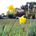 Looking for the joy in little things in life, such as daffodils  flowering, helps reset your GPSS...
