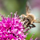 A honey bee collects pollen on a blossom. Photo: Getty Images 