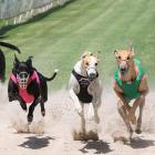 The Coastal-Burwood Community Board has voted against building a greyhound track at QEII Park....