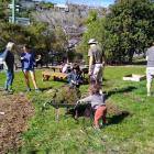 The land on Richmond Hill will soon be covered in raspberries, strawberries and blueberries....