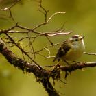 A rifleman, these the smallest of Aotearoa’s birds are one of only two surviving members of a...