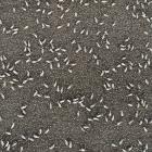 Sheep feed on swedes at Minchmoor Farm, near Lee Stream. The Otago Regional Council found no...