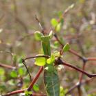 Praying Mantis are found in the shrub. Photo: RNZ/supplied