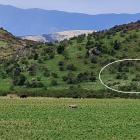Poles on a knoll (circled) at Peter Thiel's property near Damper Bay, Wanaka, as viewed from Mt...