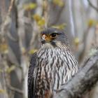 The male New Zealand falcon/karearea on watch at Albert Town end of the Upper Clutha Track. PHOTO...