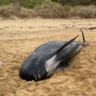  A dead female long-finned pilot whale, about 4.3m long, washed up at Kakanui's Campbells Bay on...