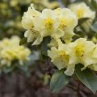 Rhododendron ‘Chrysomanicum’ can be grown in all but the coldest climates. Photo: Gerard O'Brien