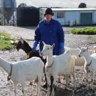 Donna Morton has trained her does to follow her across the yard into the paddock. Photo: Sandy...