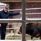 PGG Wrightson agent Mike Broomhall spots a bid at the Ashvale Annual Jersey Bull Sale in Western...
