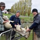Docking lambs on their farm in Western Southland last week are (from left) Tim Ronald and his...