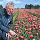 Triflor NZ operational manager Rudi Verplancke inspects the first flowers to bloom on the farm in...