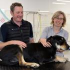 Clutha Vets co-managers Hamish Moore and Annie Jackson want to hire experienced vets to work in...