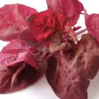 Red mountain spinach (orach) was decorative but nicer as a cooked vegetable.