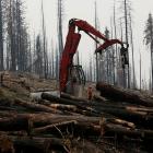 The world lost 258,000sq km of forest in 2020, according to the non-profit World Resources...