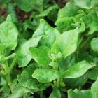 Tetragonia expansa, New Zealand spinach. Photo: Getty Images