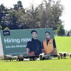 A Silver Fern Farms advertisement in a paddock beside State Highway 1, south of Balclutha. PHOTO:...