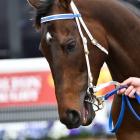 Incentivise blitzed the field in last month's Caulfield Cup. Photo: Getty Images 