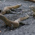 The giant lizards are only found on remote island of Komodo and several neighbouring islands in...