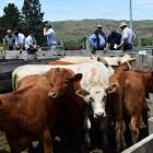 Buyers inspect stock at the inaugural Central Park store cattle sale in Lauder. PHOTOS: SHAWN...