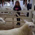 Hannah Busby (7), of Myross Bush, admires her family’s rams at a Southern Texel Breeders’ Club...