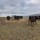 Dylan Ditchfield’s cows take part in an AgResearch experiment at a runoff he leases in Freshford,...