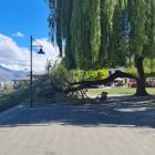 Part of a tree in Earnslaw Park fell after being damaged by strong winds. Photo: Cass Marrett