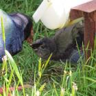 Waimarie feeds her chick from the hopper. PHOTO: ALYTH GRANT