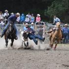 A cowboy brings down a calf during the Waikouaiti Rodeo in 2017. The rodeo is among several...