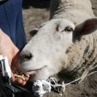 Lucky's favourite treats are alpaca nuts. Photo: Star Media