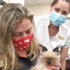 Port Chalmers Pharmacy customer Anna Hudson cuddles Kevin the kitten while pharmacy owner Angela...