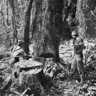Tree fellers in a kauri forest, North Auckland. — Otago Witness, 27.12.1921 