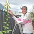 Loris King, of Wanaka, enjoys the second flowering of her Himalayan lily last Friday. It last...