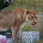 Orana Park treated its animals with early Christmas today. Photo: Jonathan Cosgrove