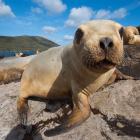 A five-year plan started in 2017 aims to stabilise and grow the New Zealand sea lion population....